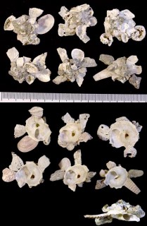 クルマクマサカ Xenophora solarioides small
