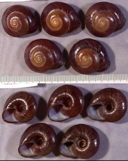 ミガキカドバリマイマイ Ampelita xystera small