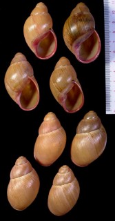 ヒメオオアカマイマイの一種 Megalobulimus oblongus musculus small