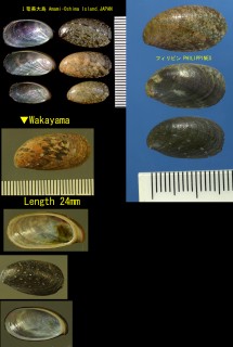 ヒラヒメアワビ Stomatella planulata small