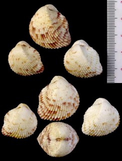 フロリダハナザル Americardia media small