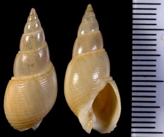 ウスイロホタルバイの一種 Bullia similis small