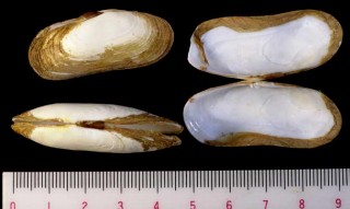 モシキズングリアゲマキ Azorinus chamasolen small