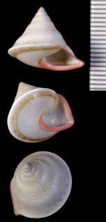 ソコオビコマガタマイマイ Oxychona pyramidella small
