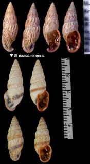 クサレアラハダマイマイ Odontostomus exesus small