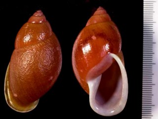 クチビロアカマイマイ Strophocheilus pudicus small