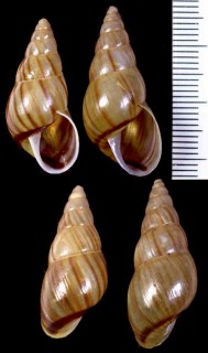 トウガタマイマイの一種02 Leiostracus vittatus small
