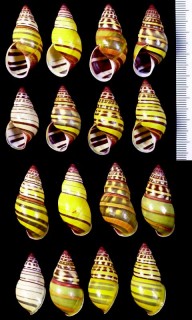 イナズママレーマイマイ Amphidromus poecilochrous poecilochrous small