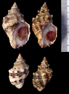 カリフォルニア湾のキバレイシの一種 Acanthina angelica small
