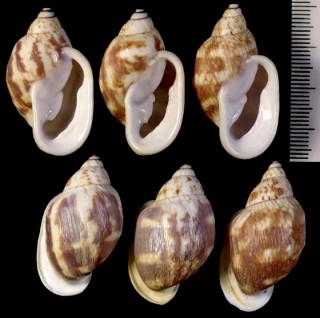 ミミクチマイマイ Otostomus signatus small