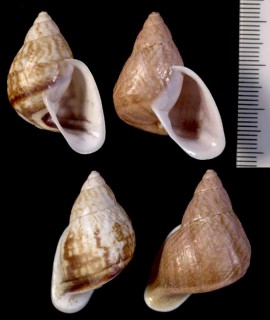 ホソミミナガホカケマイマイ Cochlorina aurisleporis intensior small