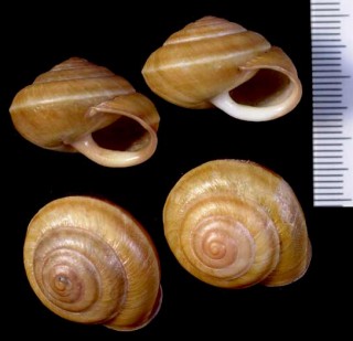 オオアガリマイマイ Nesiohelix bipyramidalis small
