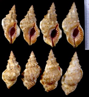 アツクチコナルトボラ Bursa fernandesi small