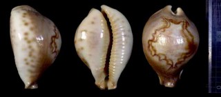 オトヒメリュウグウダカラ Afrozoila fultoni massieri small