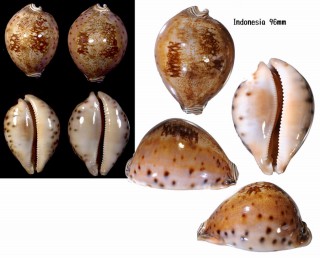 シンセイダカラ 神聖宝 Leporicypraea valentia small