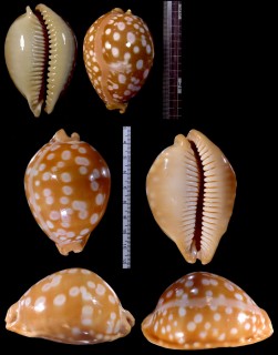 オオサマダカラ Callistocypraea leucodon leucodon small