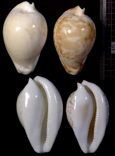 ベドムシロガネダカラ Umbilia hesitata beddomei small