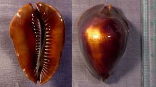 ロッセルダカラ Zoila rosselli small
