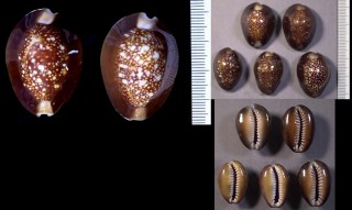 ミカドハナマルユキ 帝花丸雪 Erosaria caputserpentis mikado small
