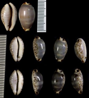 フトオウエンダカラ (コモロオーウエンダカラ) Bistolida owenii vasta small