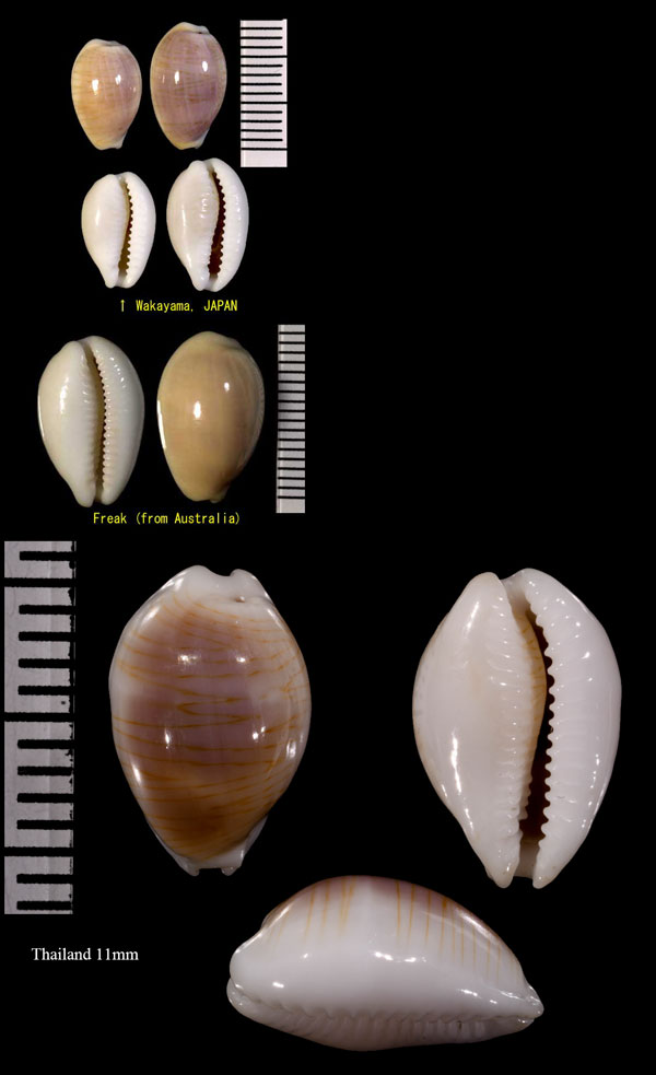 カミスジダカラ 髪筋宝 Palmadusta clandestina moniliaris small