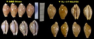 ジュズダマダカラ 数珠玉宝 Erosaria beckii small