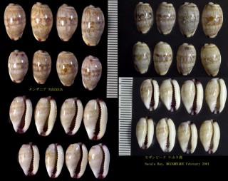 ダーバンツマムラサキメダカラ Purpuradusta fimbriata durbanensis small