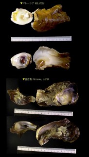 オオベッコウガキ Pycnodonte taniguchii small