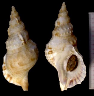 ミナミゴウシュウボラ Charonia rubicunda powelli small
