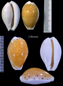ウミナシジダカラ 熟梨地宝 Erosaria cernica cernica small