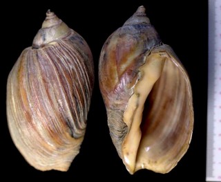 カブラボラ Voluta ferussacii small