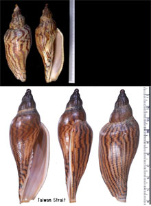 タイワンイトマキヒタチオビ Fulgoraria rupestris small