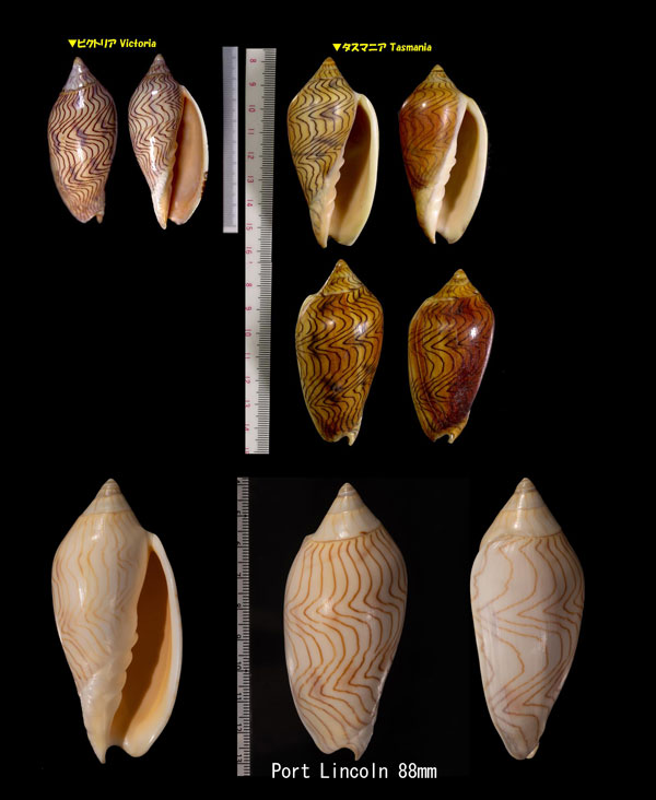 モクメボラ Amoria undulata small