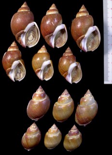 ウスイロバイ 薄色バイ Babylonia kirana small