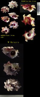 ソメワケカタベ Angaria formosa small