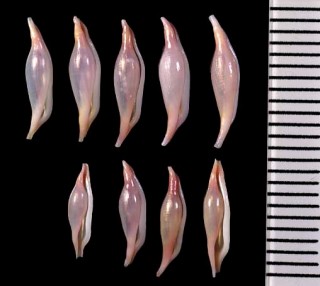 ヒメソリキヌヅツミ Phenacovolva parvita small