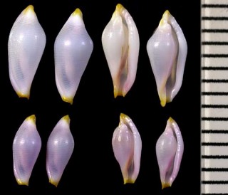 ハブケボリ(ハブツグチ) Primovula habui small