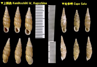 ギュリキギセル (ギューリキギセル) Stereophaedusa addisoni small