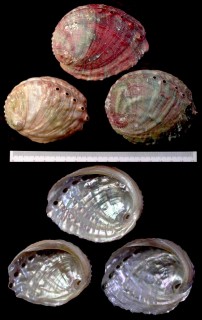 ホソスジアワビ Haliotis assimilis small