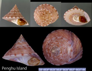 タイワンエビス Calliostoma formosense small
