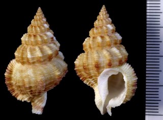 アラレバイ Nassaria acuminata small