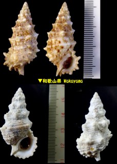 メオニノツノガイ Cerithium echinatum small