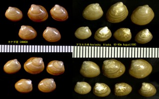 コグルミガイ Ennucula tenuis small