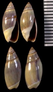 マクラガイの一種 Olivella baetica small
