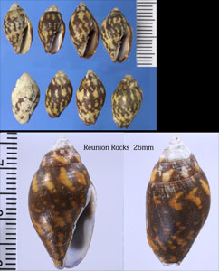 ミダレシマヤタテ Strigatella litterata small