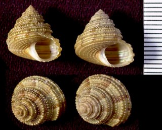 カザリエビス Calliostoma gemmulatum small