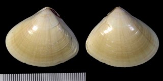 インドハマグリの紅海の型 Tivela damaoides small