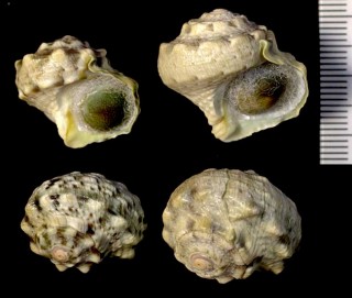 スガイ 西太平洋の型 Lunella coronata small