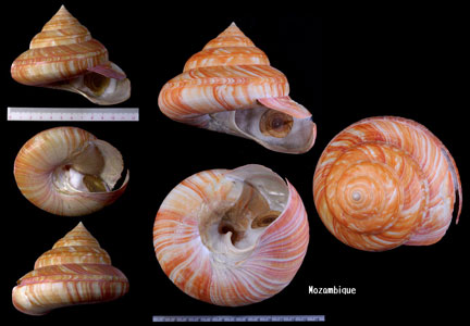 アフリカオキナエビス Bayerotrochus africana small