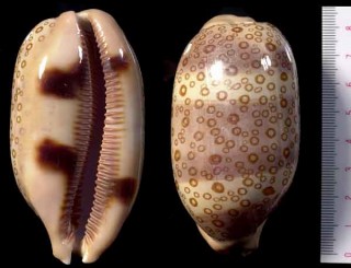 ジャノメダカラ Lyncina argus argus small